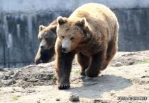 Urşii de la Braşov se înmulţesc datorită crizei economice