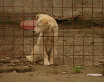 Jilava, închisoarea câinilor: Animale înfometate, prinse cu capul în gard, alături de cadavre (FOTO)