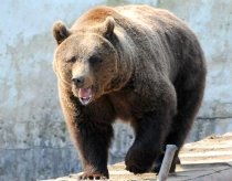 Alertă în capitala Sloveniei, după ce un urs a fost văzut în parc