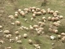 Ciobanii se întrec în oferte pentru Paşte: Mielul ecologic, la mare căutare în Alba (VIDEO)