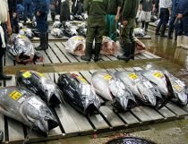Tonul ar putea dispărea până în 2012, dacă pescuitul excesiv nu va fi oprit

