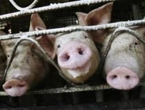 Egipt a decis sacrificarea tuturor porcilor din ţară, de teama gripei porcine


