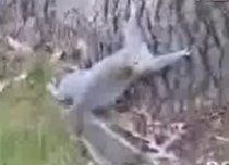 O veveriţă beată încearcă să se caţere într-un copac (VIDEO)