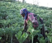 Teama de criza alimentară a dus la goana după pământ în Africa şi Asia


