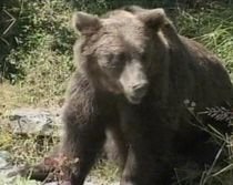 Bucureştean, atacat de un urs în Munţii Bucegi (VIDEO)