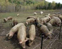 Porcii unei ferme din Canada au luat virusul H1N1 de la stăpânul lor