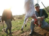 Noi prevederi: Românii pot sacrifica porcii şi mieii în mod tradiţional, dar numai de Paşte şi Crăciun