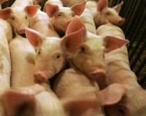 OMS: Carnea de la porcii infectaţi cu H1N1 nu trebuie consumată