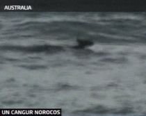 Australia. Un pui de cangur, salvat de la înec de un surfer (VIDEO)