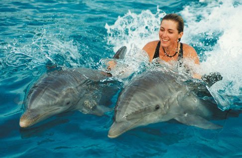 WSPA cere interzicerea înotatului alături de delfini, acuzând exploatarea animalelor