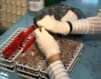 Gripa porcină, cel mai recent bilanţ: 92 morţi şi 13.000 contaminaţi, în 46 de ţări 
