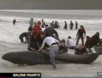 34 de balene eutanasiate, după ce au eşuat pe o plajă din Africa de Sud (VIDEO)