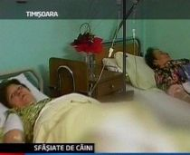 Două femei din Timişoara, la spital, după ce au fost atacate de 30 de câini
