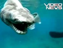 Imagini cu un rechin preistoric foarte rar capturat pe coasta Japoniei (VIDEO)