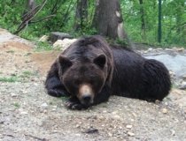 Urşii din zona Sinaia vor fi mutaţi în judeţul Argeş