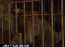 Doi ciobani, atacaţi de urşi, în rezervaţia Şuici din Argeş (VIDEO)