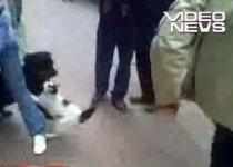 Felină cu atitudine: Un rottweiler ia bătaie de la o mâţă (VIDEO)