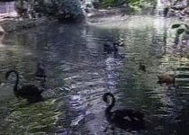 Sute de păsări exotice în Bucureşti. Lebede negre şi raţe mandarin, pe lacurile din Capitală (VIDEO)