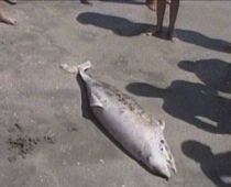 Plasele braconierilor, capcană mortală pentru delfini. Un alt mamifer mort, găsit pe plaja din Mamaia