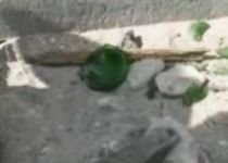 Zeci de copii s-au tăiat în cioburi şi cuie ruginite pe plaja din Eforie Sud (VIDEO)