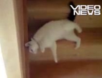 O pisicuţă ne învaţă noi metode de a coborî scările (VIDEO)