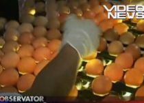 Românii manâncă ouă pline de hormoni şi substanţe nocive, potrivit specialiştilor (VIDEO)