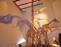 Trei specii de dinozauri, necunoscute până acum, descoperite în Australia 