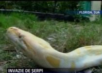 Invazie de pitoni şi şerpi boa, în Florida. Localnicii sunt sfătuiţi să fie atenţi