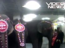 Animale de la circ chinuite: Elefanţi biciuiţi, înainte de spectacol (VIDEO)
