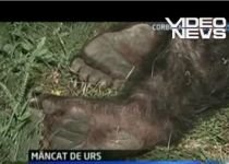 Tragedie în Argeş. Un bărbat a fost sfâşiat de un urs (VIDEO)