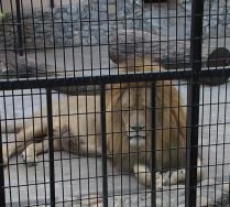 Bărbat atacat de un leu la grădina zoologică din Braşov