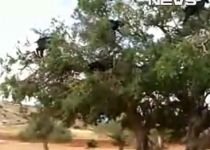 Cum supravieţuiesc caprele pe timp de criză. Mănâncă direct din copac (VIDEO)