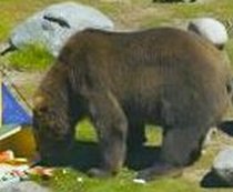 Turist ceh, atacat de un urs, în apropierea staţiunii Buşteni (VIDEO)