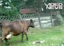 Poliţia comunitară în acţiune: Nu a fost lăsat să filmeze o vacă pe domeniul public (VIDEO)