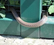 Şarpe veninos, liber. Un cititor Antena3.ro a trimis imagini cu o reptilă care se plimbă prin Grădina Zoologică 