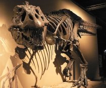 Un schelet fosilizat al "regelui dinozaurilor", T-Rex, scos la licitaţie în Las Vegas