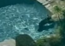 Urs rătăcit, la scăldat într-o piscină din Los Angeles (VIDEO)