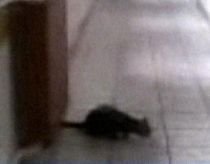 "Pacient" neobişnuit: O pisică se plimbă nestingherită pe holurile unui spital din Bucureşti (VIDEO)