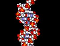 Studiu: Probele ADN pot fi modificate