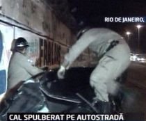 Rio de Janeiro: Un şofer a spulberat un cal care se afla pe autostradă (IMAGINI ŞOCANTE)