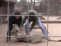 A vrut să se joace cu un leu şi s-a ales cu muşcături şi răni pe tot corpul (VIDEO)