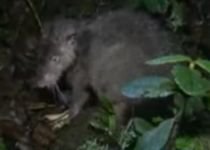Şobolan imens, descoperit în Papua Noua Guinee (VIDEO)