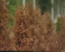 CNADNR a cheltuit 140.000 de euro pe arbuşti tuia plantaţi pe DN1, care s-au şi uscat (VIDEO)