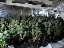 Seră în care se cultiva cannabis, descoperită de poliţiştii din Giurgiu (VIDEO)