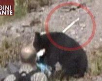 Japonia. Un urs a rănit nouă oameni la un popas turistic (IMAGINI ŞOCANTE)