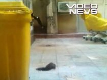 Şobolan filmat pe holurile unui spital din Bucureşti (VIDEO)