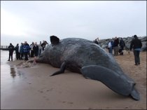 Cadavrul unei balene de 50 de tone, eşuat în portul din Anvers