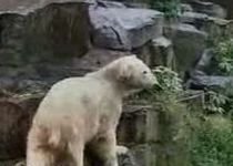 Celebrul Knut, "cuplat" cu o ursoaică pe nume Giovanna (VIDEO)