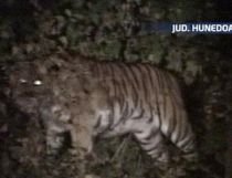 Doi tigri au evadat din cuşti, la grădina zoologică din Hunedoara
