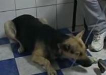 Zeci de câini morţi pe străzile din Craiova, după ce au fost otrăviţi (IMAGINI ŞOCANTE)